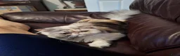 Persian cats for sale:  silver tortie tabby, white female spayed .  - Advert 5
