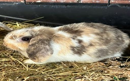 Mini Lop rabbits for sale: Mini Lop Baby Boys - Image 9