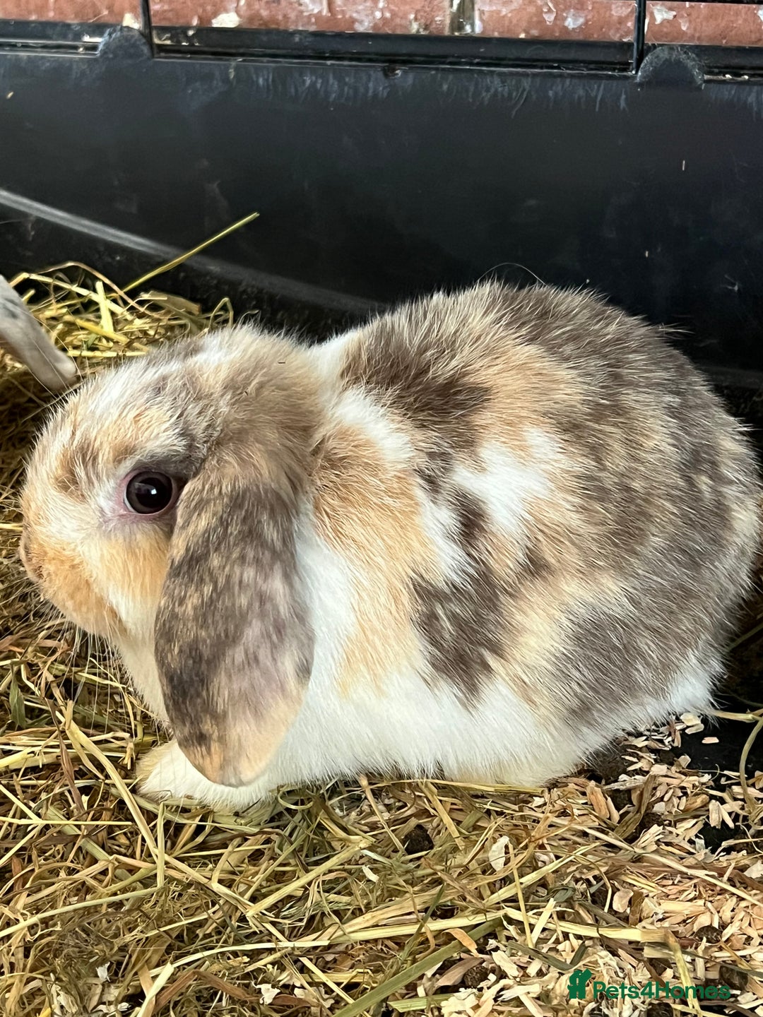 Mini Lop rabbits for sale: Mini Lop Baby Boys - Image 9