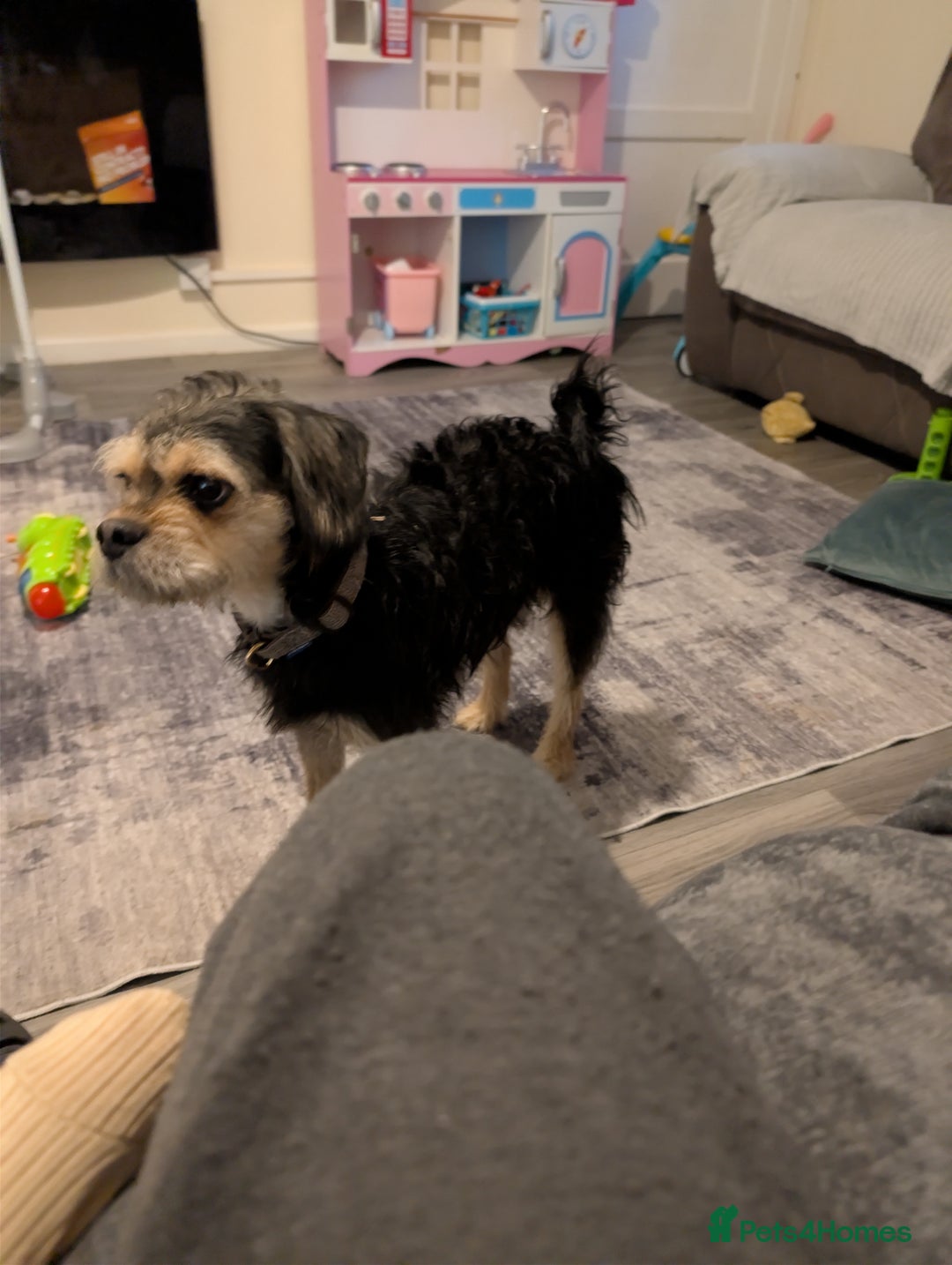 Mixed Breed dogs for sale: Pug x - Advert 4