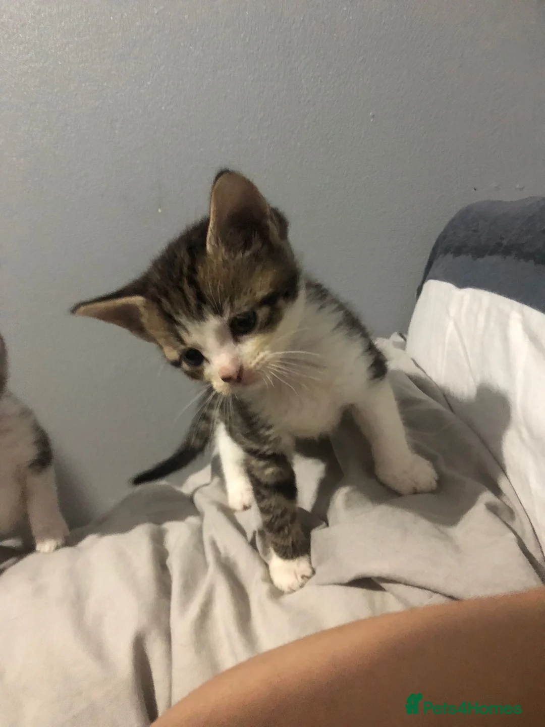Mixed Breed cats for sale: Two Beautiful kittens ! in London - Advert 11