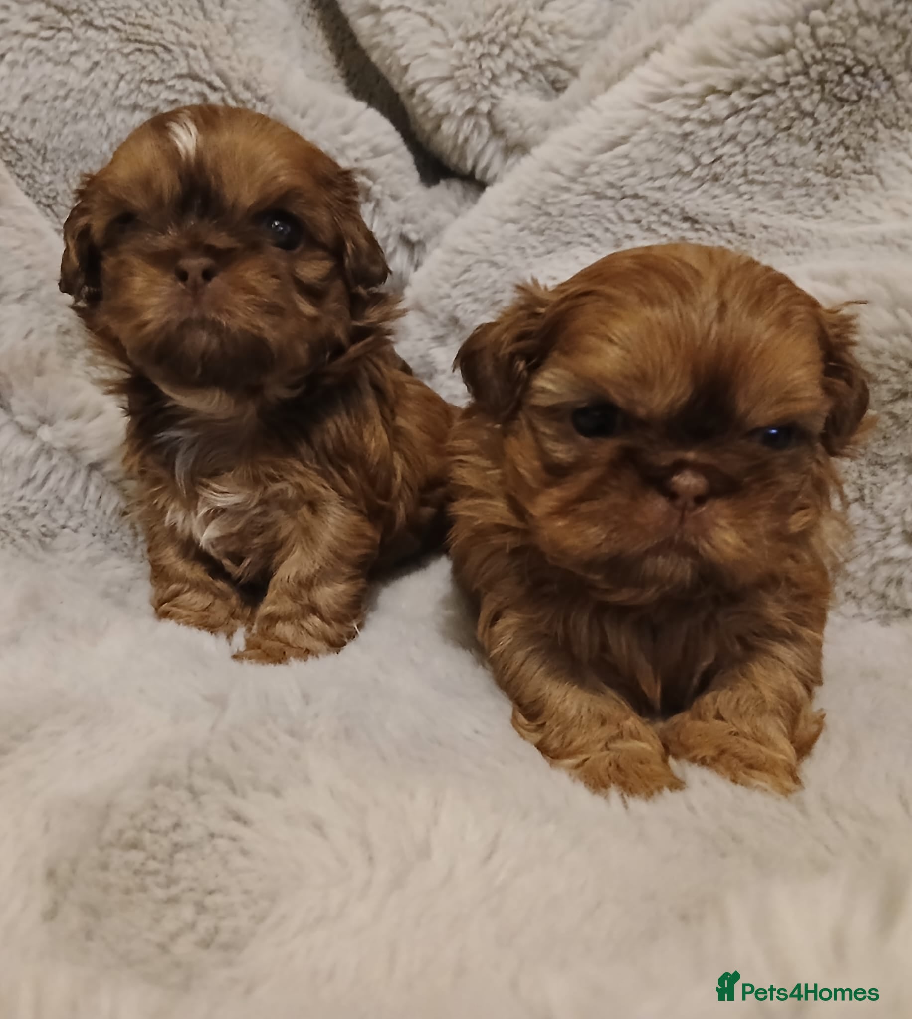 Shih Tzu dogs CHOCOLATE KC REG IMPERIALS BEST LINES 2 girls left - Advert 15