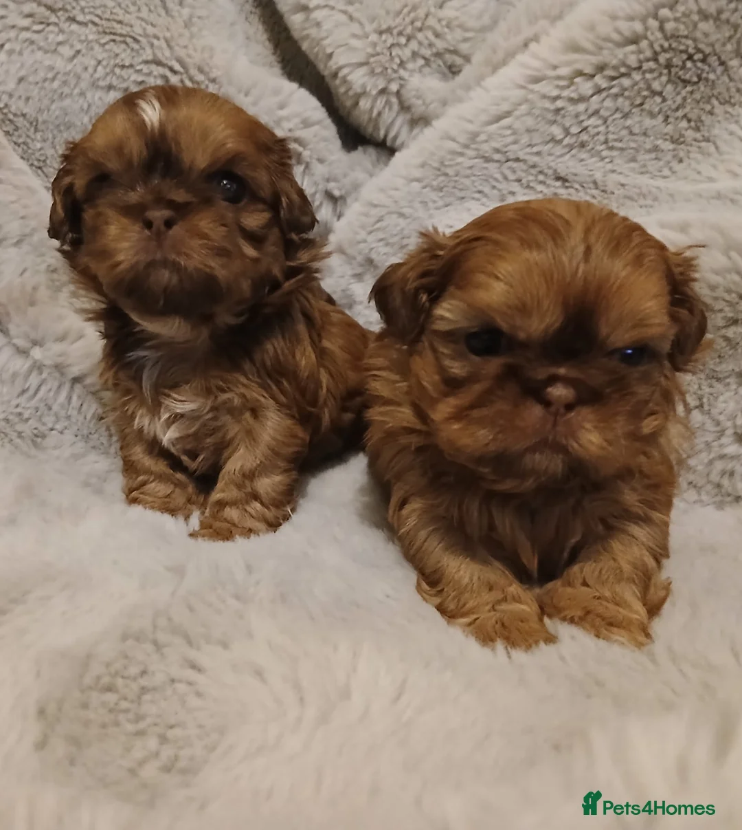 Shih Tzu dogs for sale: CHOCOLATE KC REG IMPERIALS BEST LINES 2 girls left - Advert 9