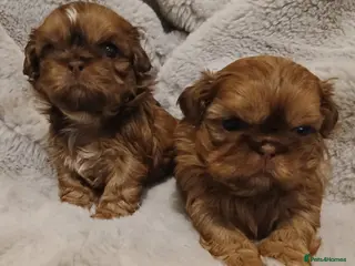 Shih Tzu dogs CHOCOLATE KC REG IMPERIALS BEST LINES 2 girls left - Advert 4