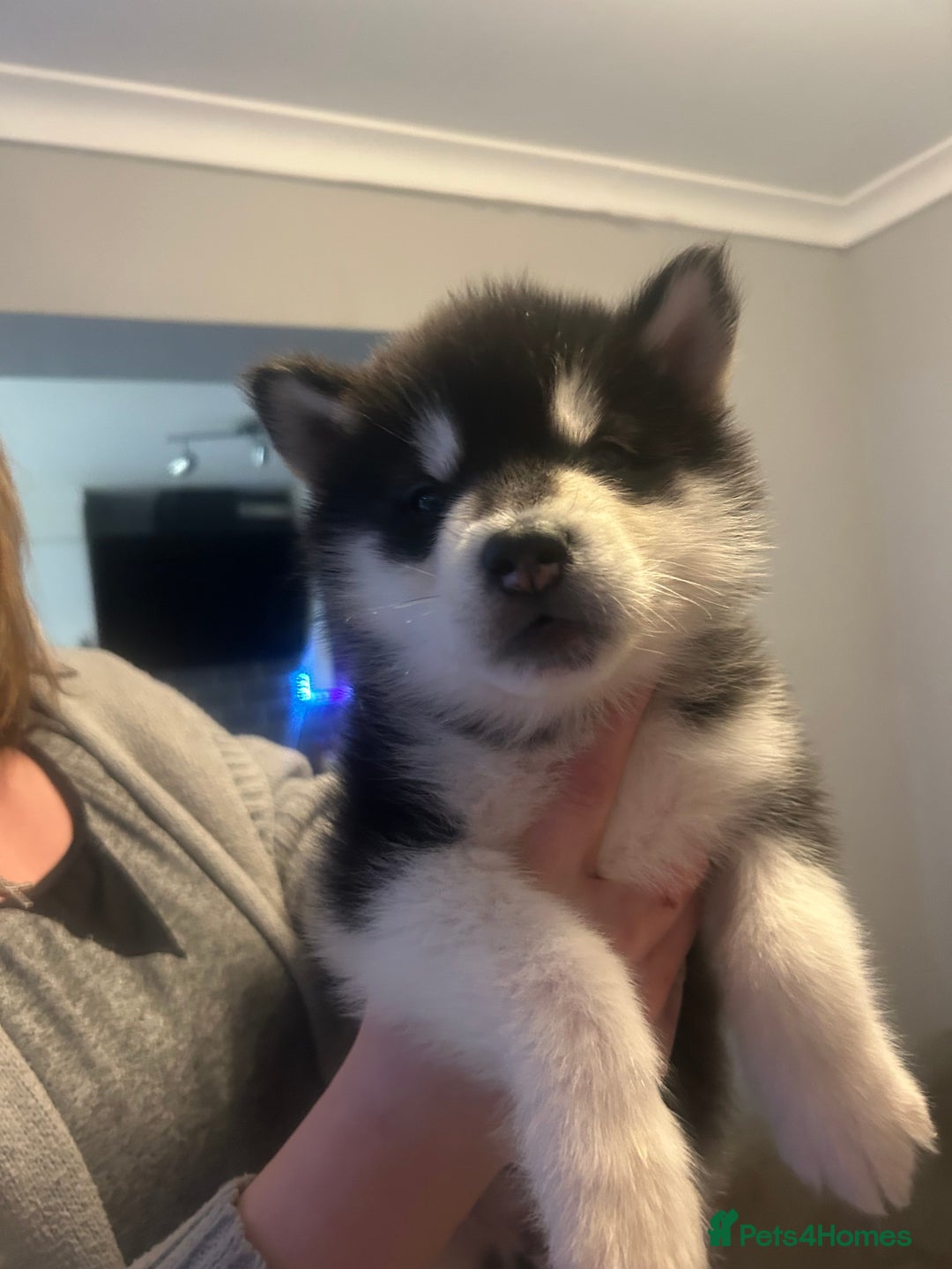 Alaskan Malamute dogs for sale: !ONLY 3 LEFT! - Advert 22
