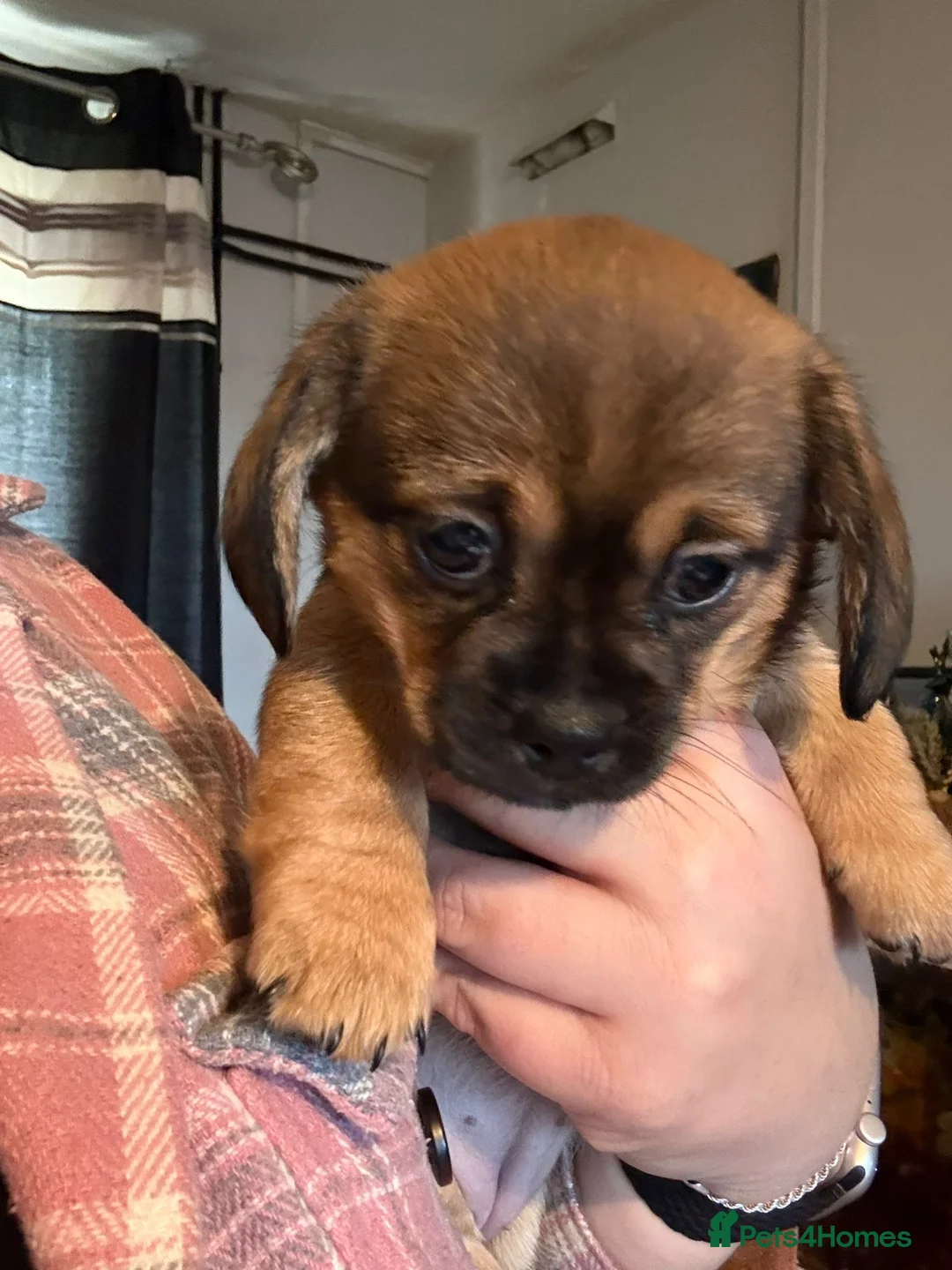 Mixed Breed dogs for sale: Dachshund x Pekingese puppy  - Advert 4