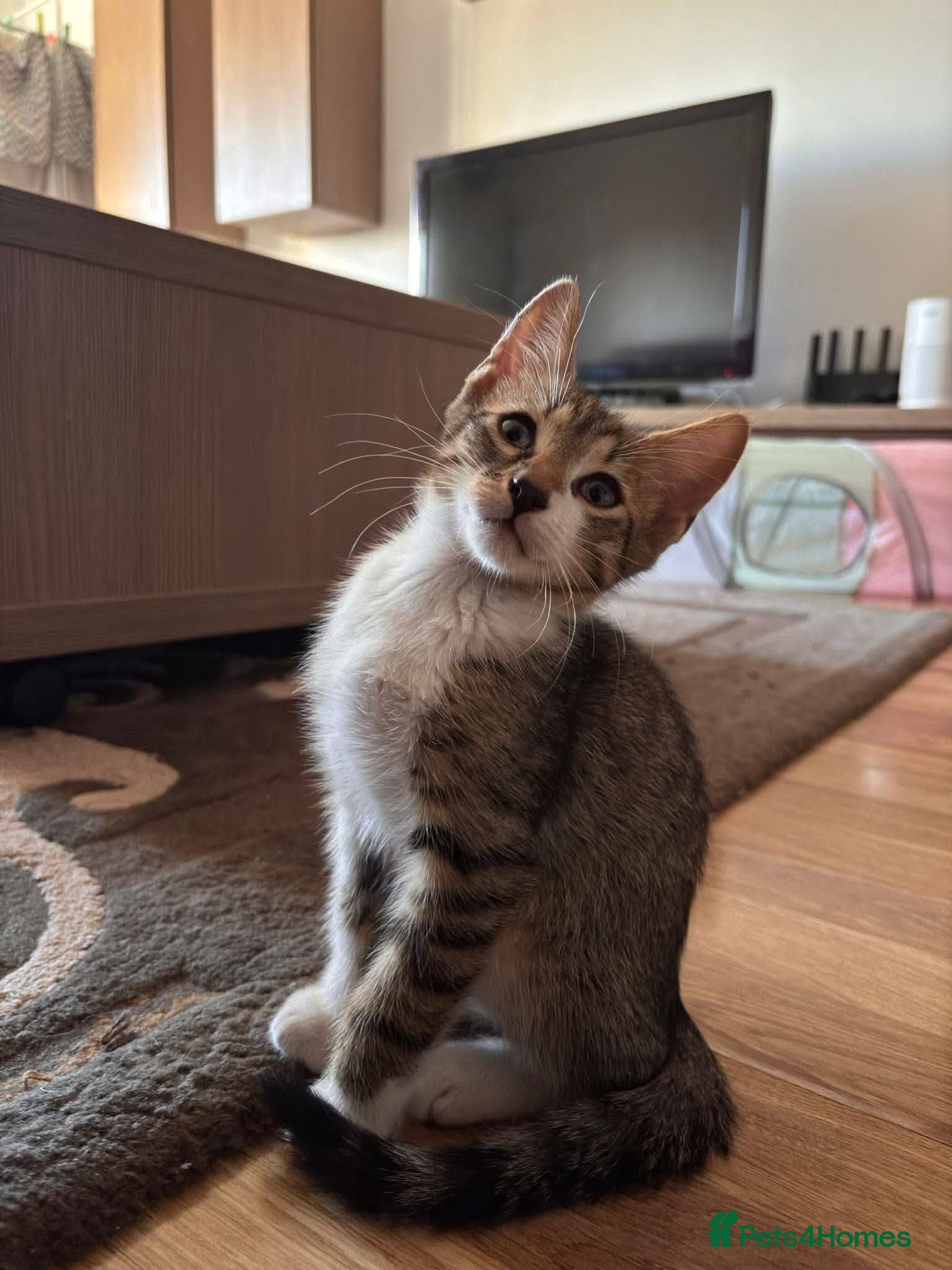 Mixed Breed cats Doru for adoption - Advert 1