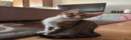 Mixed Breed cats for adoption: Doru for adoption in Kidlington - Advert 1