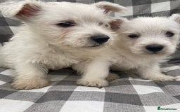 West Highland Terrier dogs for sale: West highland terrier  - Image 8
