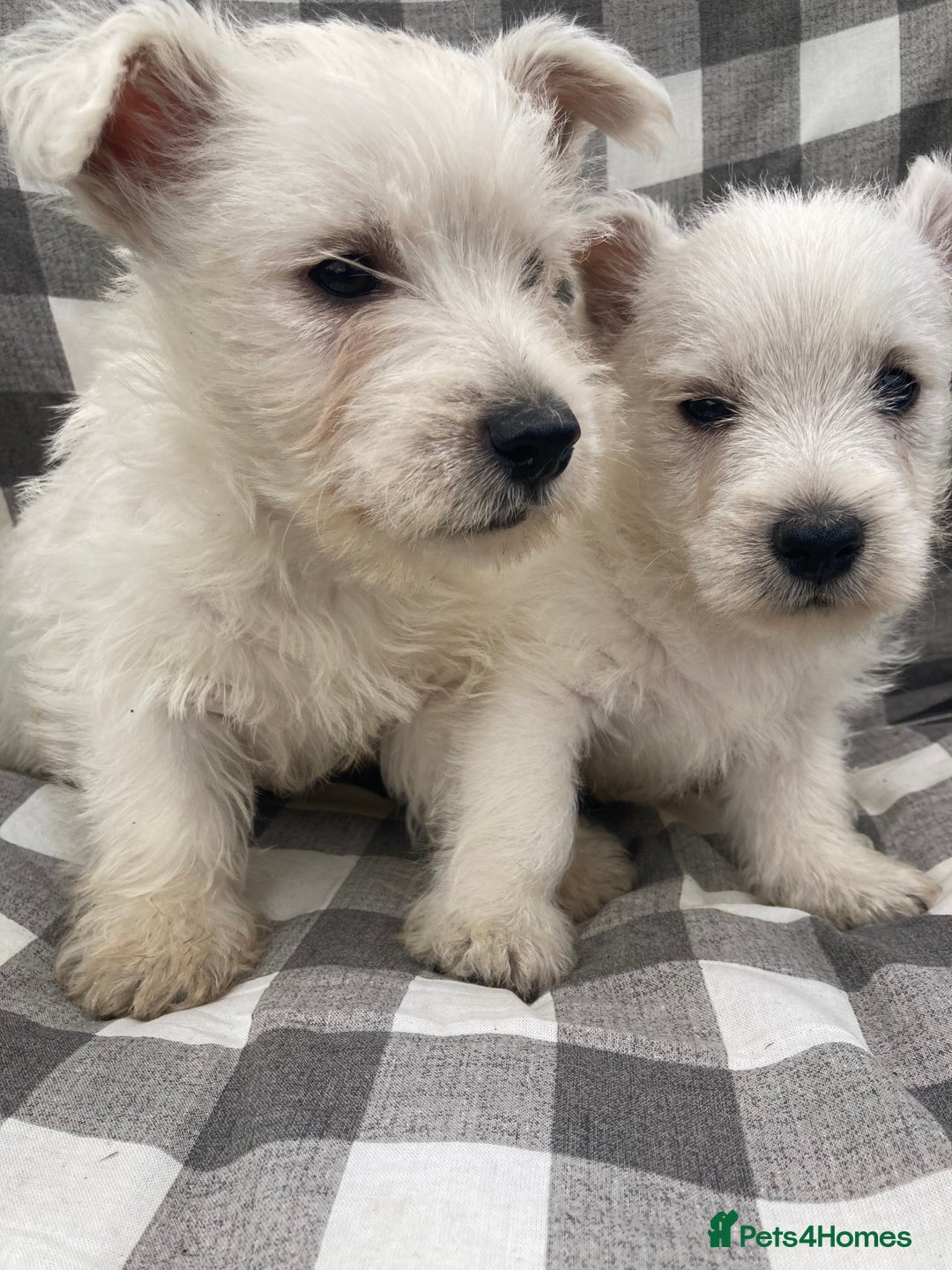 West Highland Terrier dogs for sale: West highland terrier  - Image 8