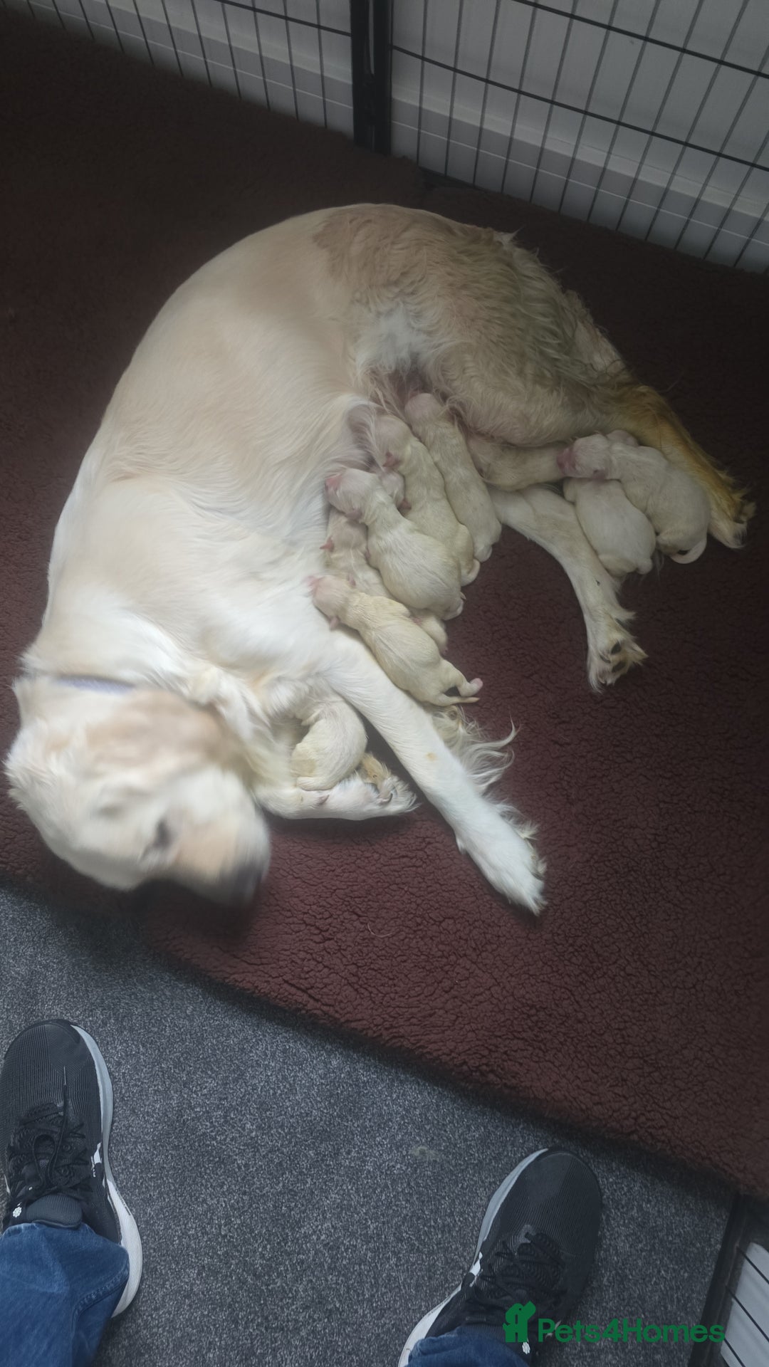 Golden Retriever dogs for sale: 🐾 Golden Retriever Puppies – Ready in December 🐾 - Image 2