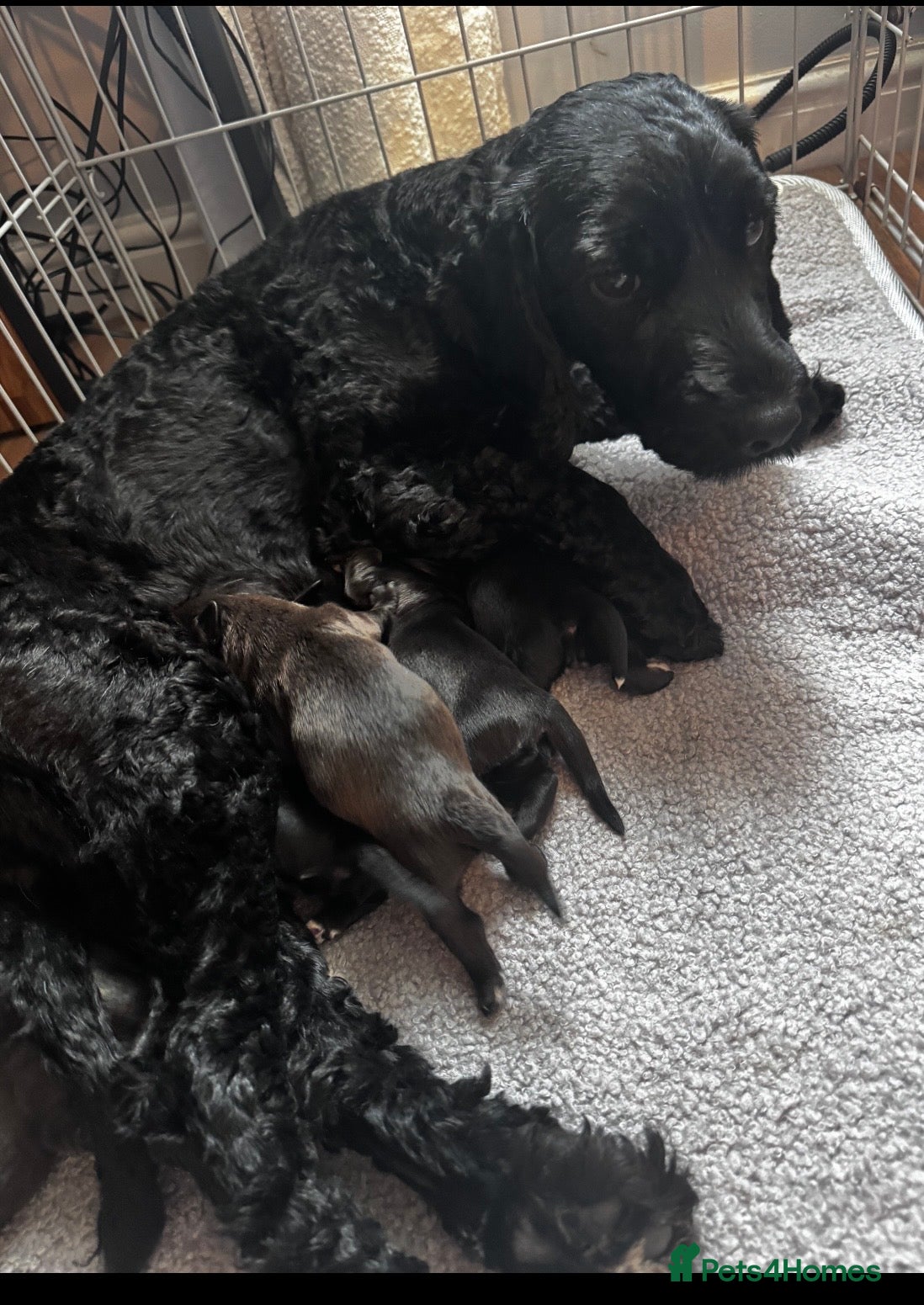 Mixed Breed dogs for sale: Beautiful cockapouchhi puppies smoke free home  - Advert 1