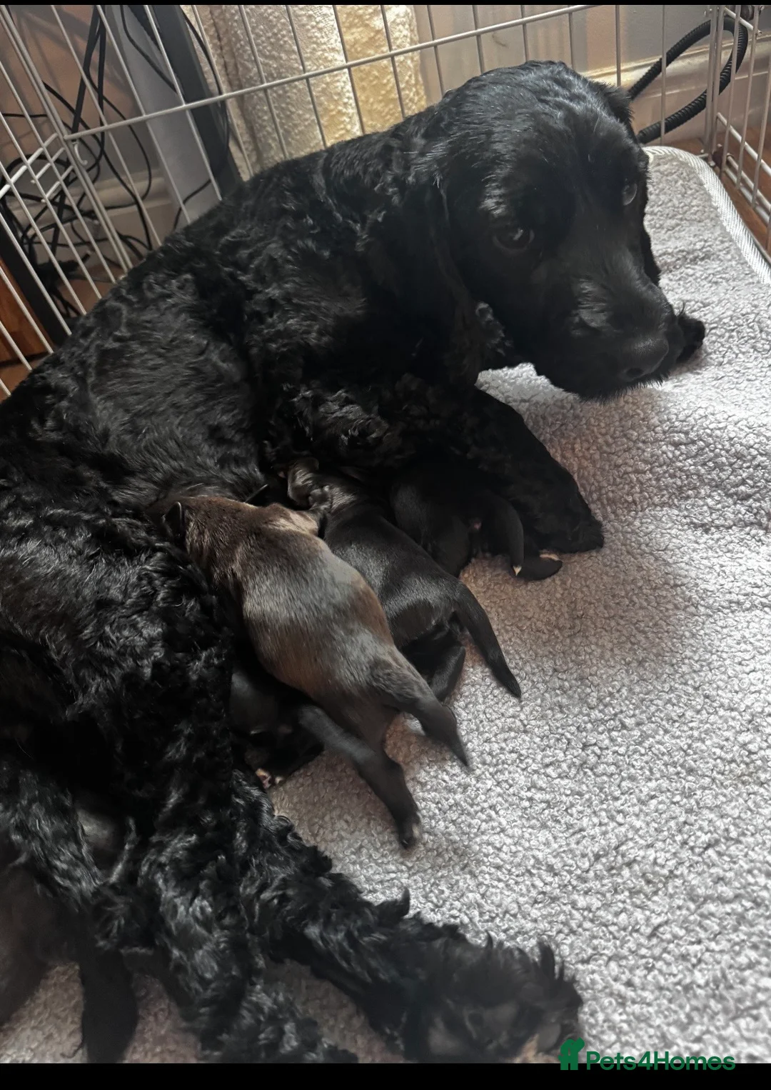 Mixed Breed dogs for sale: Beautiful cockapouchhi puppies smoke free home  in Pontypool - Advert 1