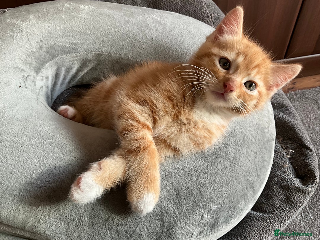 Mixed Breed cats for sale:  Two Adorable Kittens Looking for a Loving Home  - Image 7