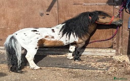Shetland pony horses for sale: Shetland pony  in Stockport - Image 12