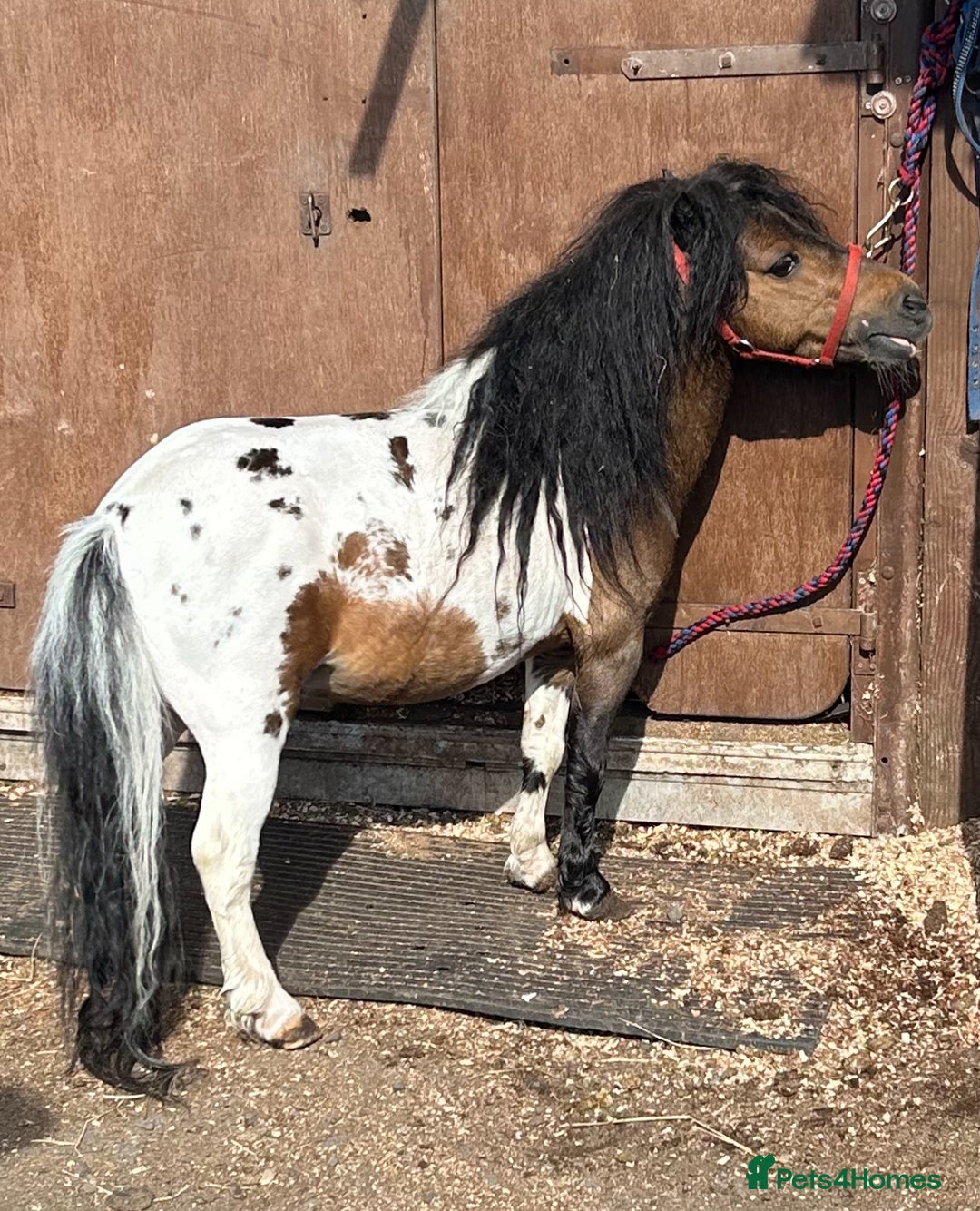 Shetland pony horses for sale: Shetland pony  in Stockport - Image 12