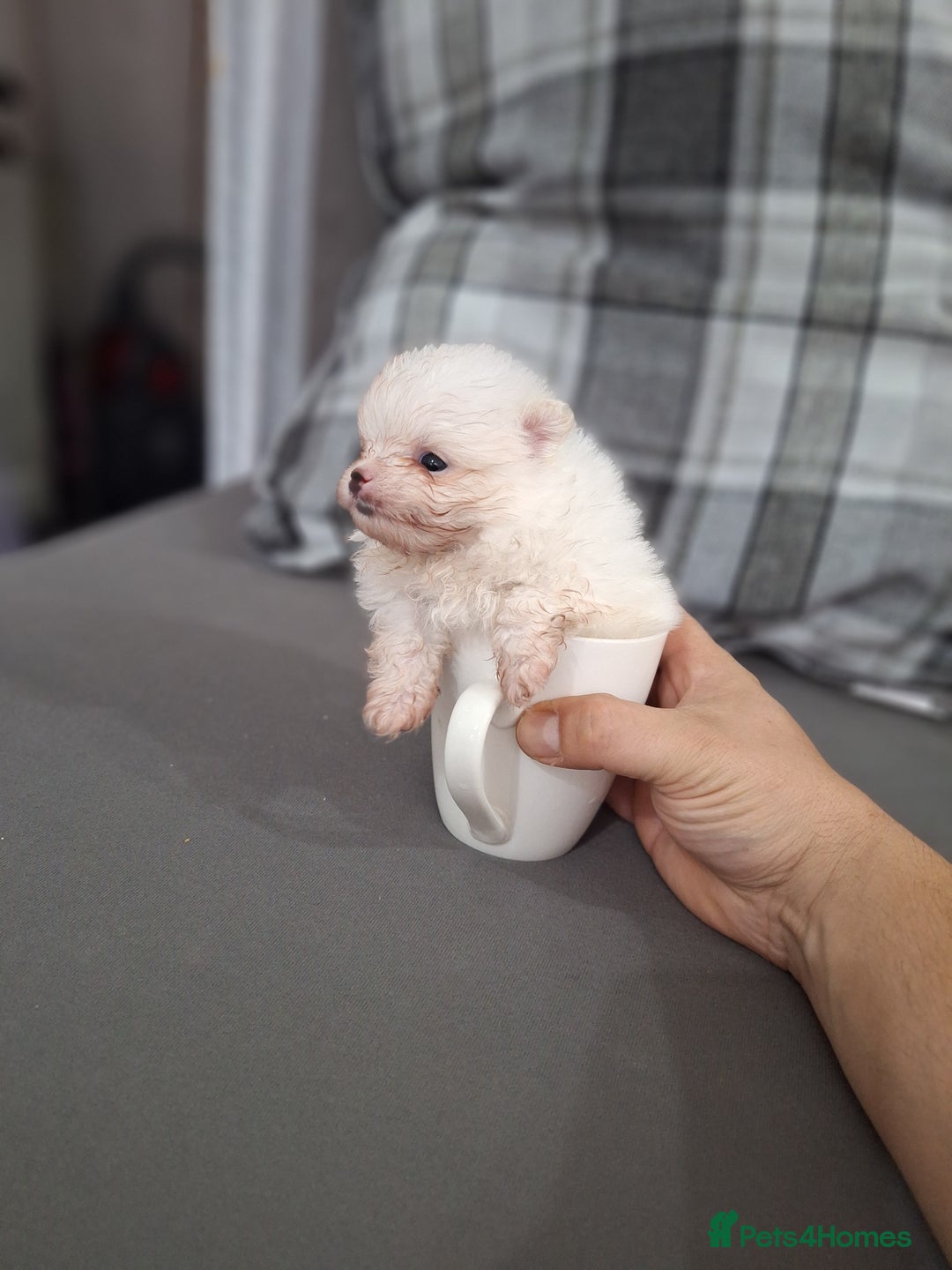 Pomeranian dogs for sale: Exellent quality mini ** pomeranian puppies  - Image 12