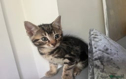 Bengal cats for sale: Gemini grey beauties - Image 14