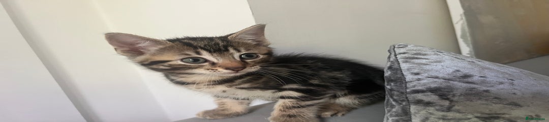 Bengal Kitten 3