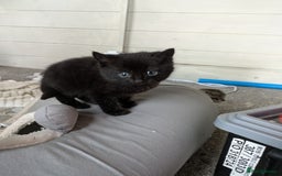 Mixed Breed cats for sale: 6 Adorable Kittens, Great Present! - Advert 8