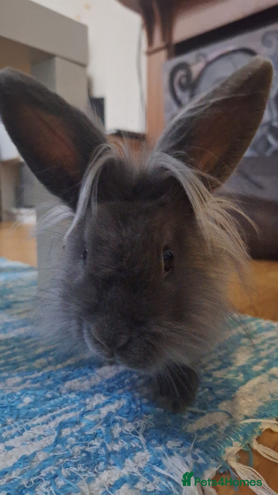 Mixed Breed rabbits for sale: Netherland dwarf and lionhead mix bunny - Advert 9