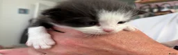 Persian cats for sale: Persian ragdoll X in Middlesbrough - Advert 19