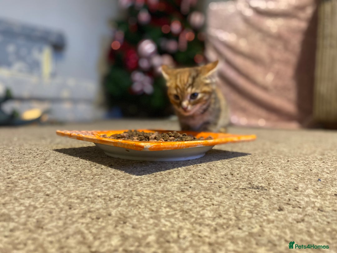 Mixed Breed cats for sale: Two female kittens read description - Advert 6