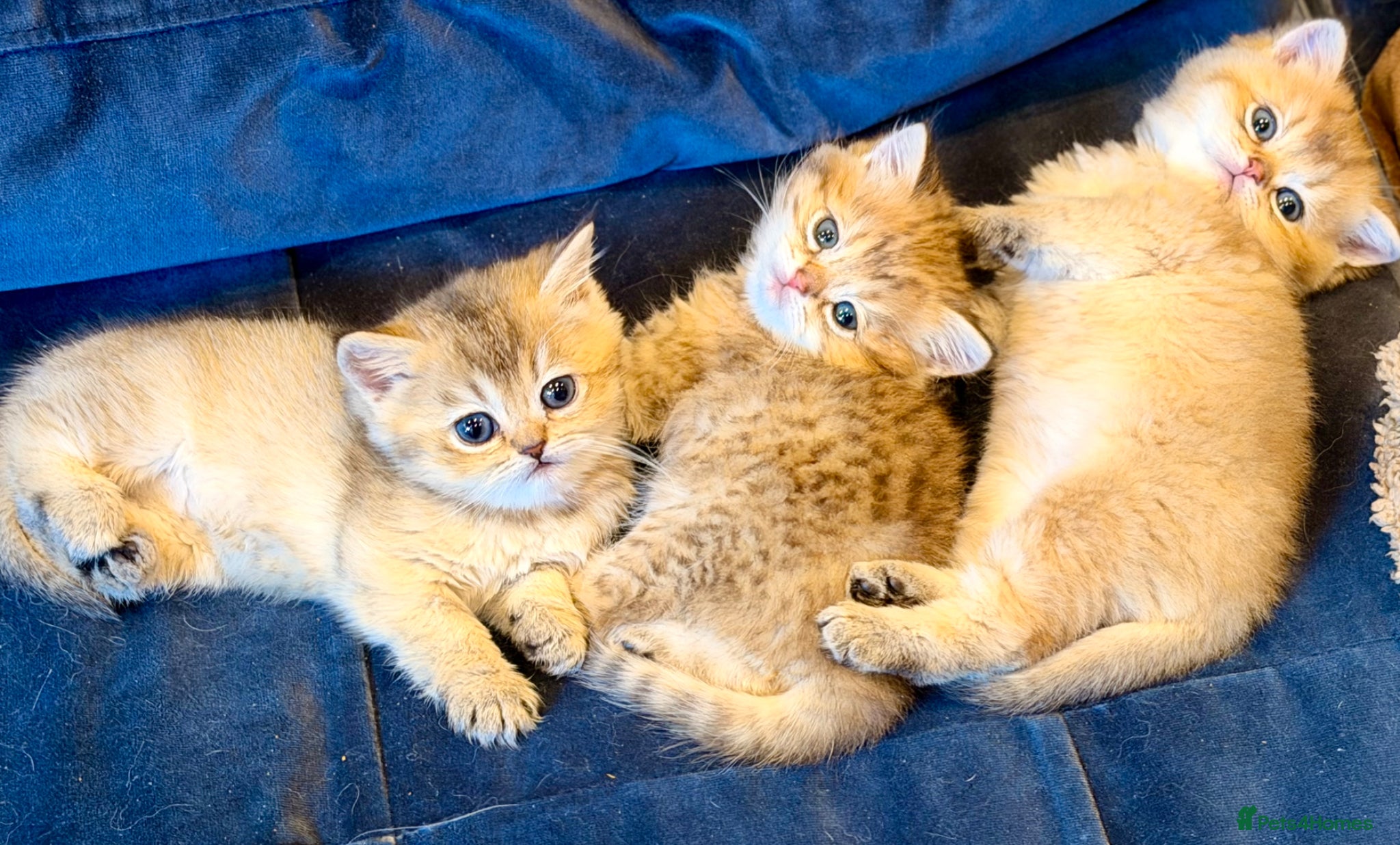 British Shorthair cats British Shorthair Golden Chinchilla Kittens - Advert 5