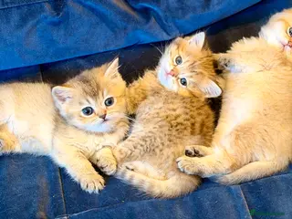 British Shorthair cats British Shorthair Golden Chinchilla Kittens - Advert 18