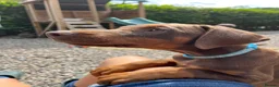 Dobermann dogs for sale: Outstanding KC Health tested Doberman puppies  - Advert 7