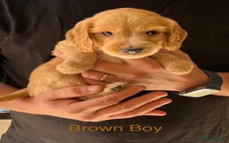 Cockapoo dogs for sale: Beautiful Cockapoo Puppies - Image 3