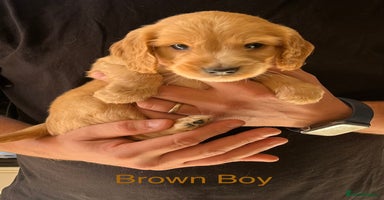 Cockapoo dogs - Advert 4