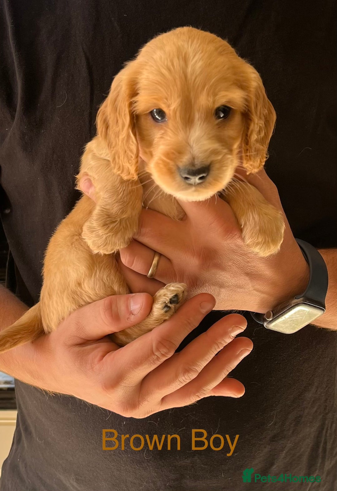 Cockapoo dogs for sale: Beautiful Cockapoo Puppies - Image 3