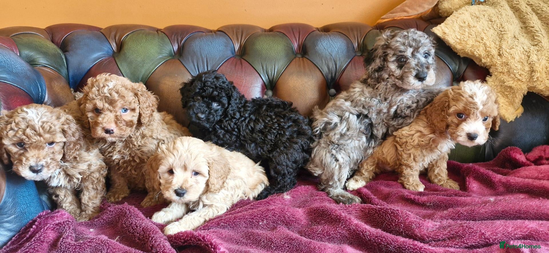 Cavapoo dogs for sale: Gorgeous F1b Cavapoo pups.health tested parents  - Advert 4