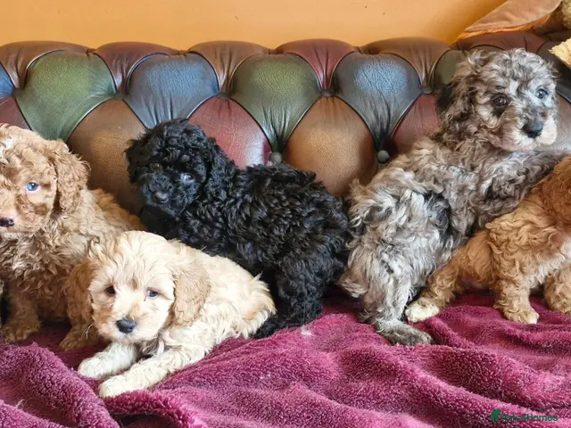 Cavapoo dogs for sale: Gorgeous F1b Cavapoo pups.health tested parents - Advert 4