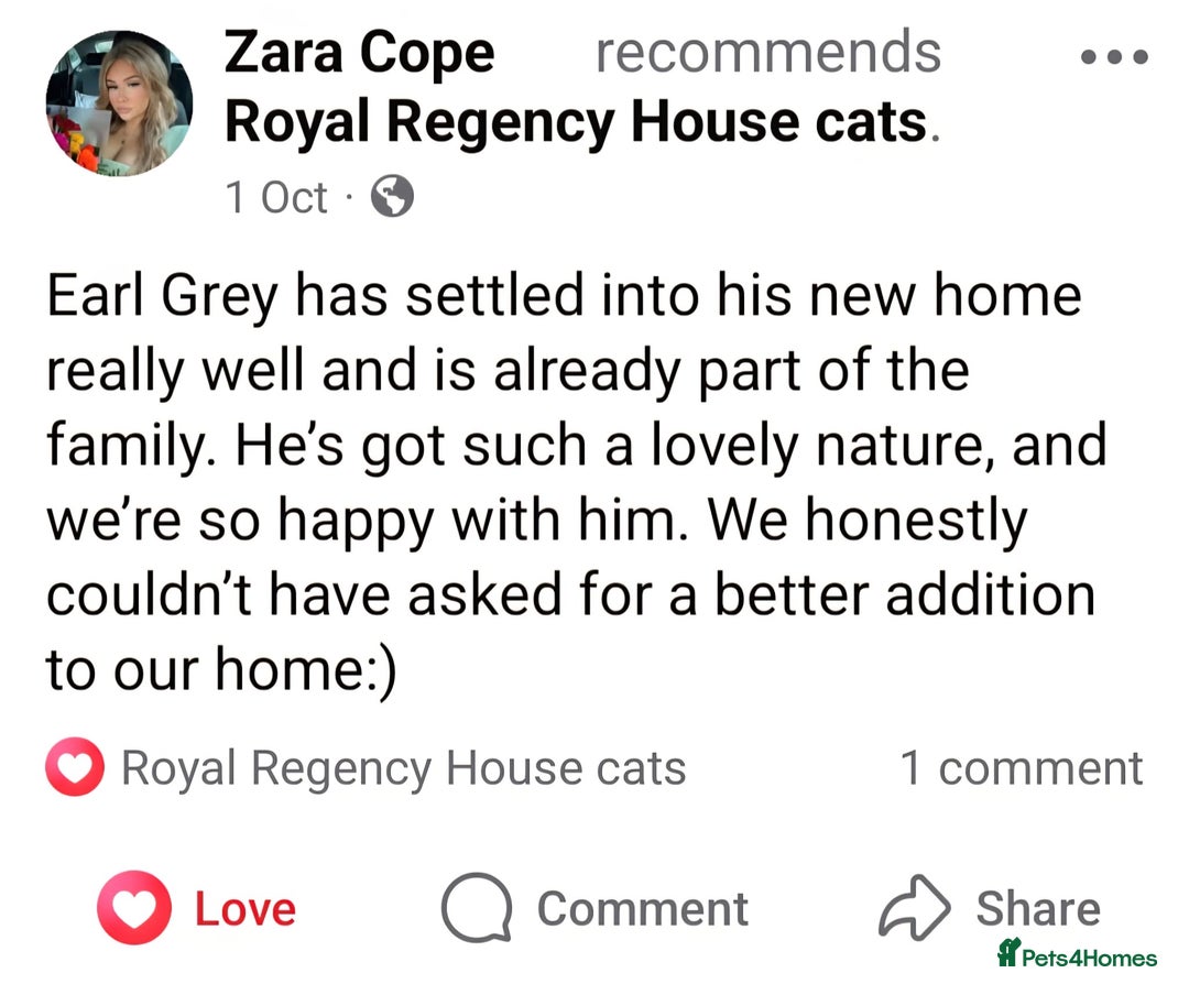 Ragdoll cats for sale: Beautiful purebreed Ragdoll kittens - Advert 12