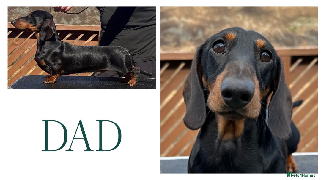 Miniature Dachshund dogs for sale: 4 adorable KC reg boys looking for forever sofas😍 - Image 7