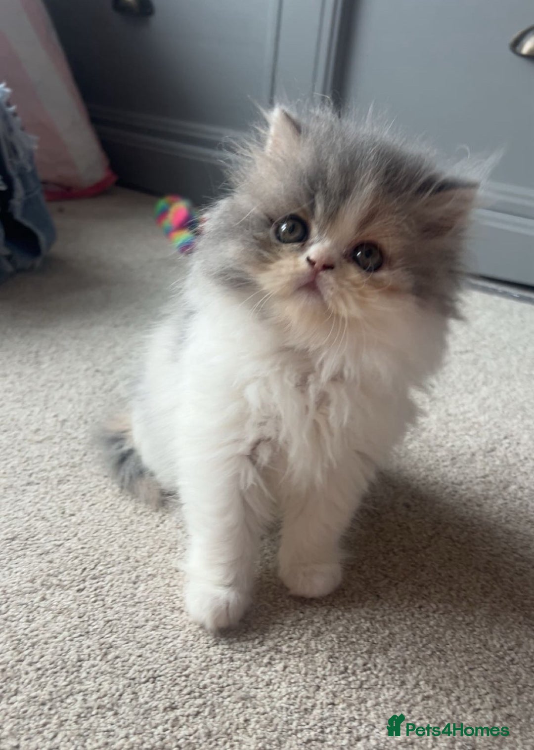 Persian cats for sale: Female Persian  - Advert 2
