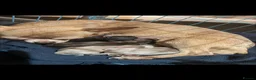 Chihuahua dogs for sale: Chihuahua puppies🩷🩵 - Advert 7