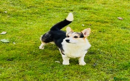 Welsh Corgi Pembroke dogs for sale: 2 Tri/KC girls from health tested parents - Image 12