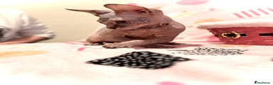 Sphynx Kitten 2