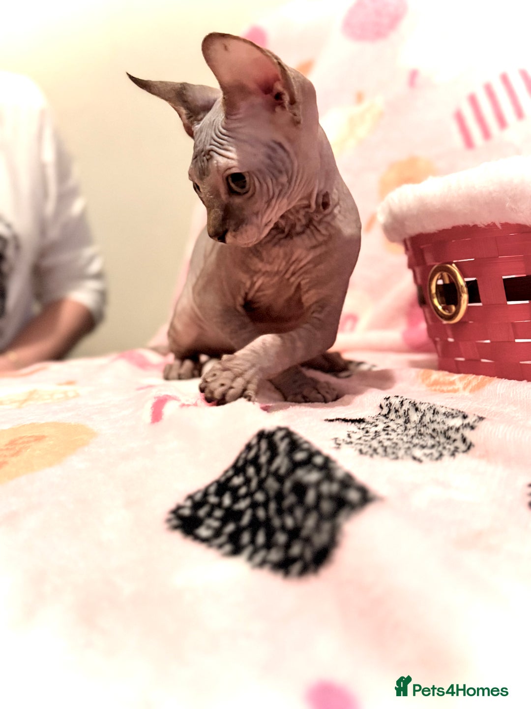 Sphynx cats for sale:  ** ✨ Exquisite Sphynx Kittens  **  - Advert 8