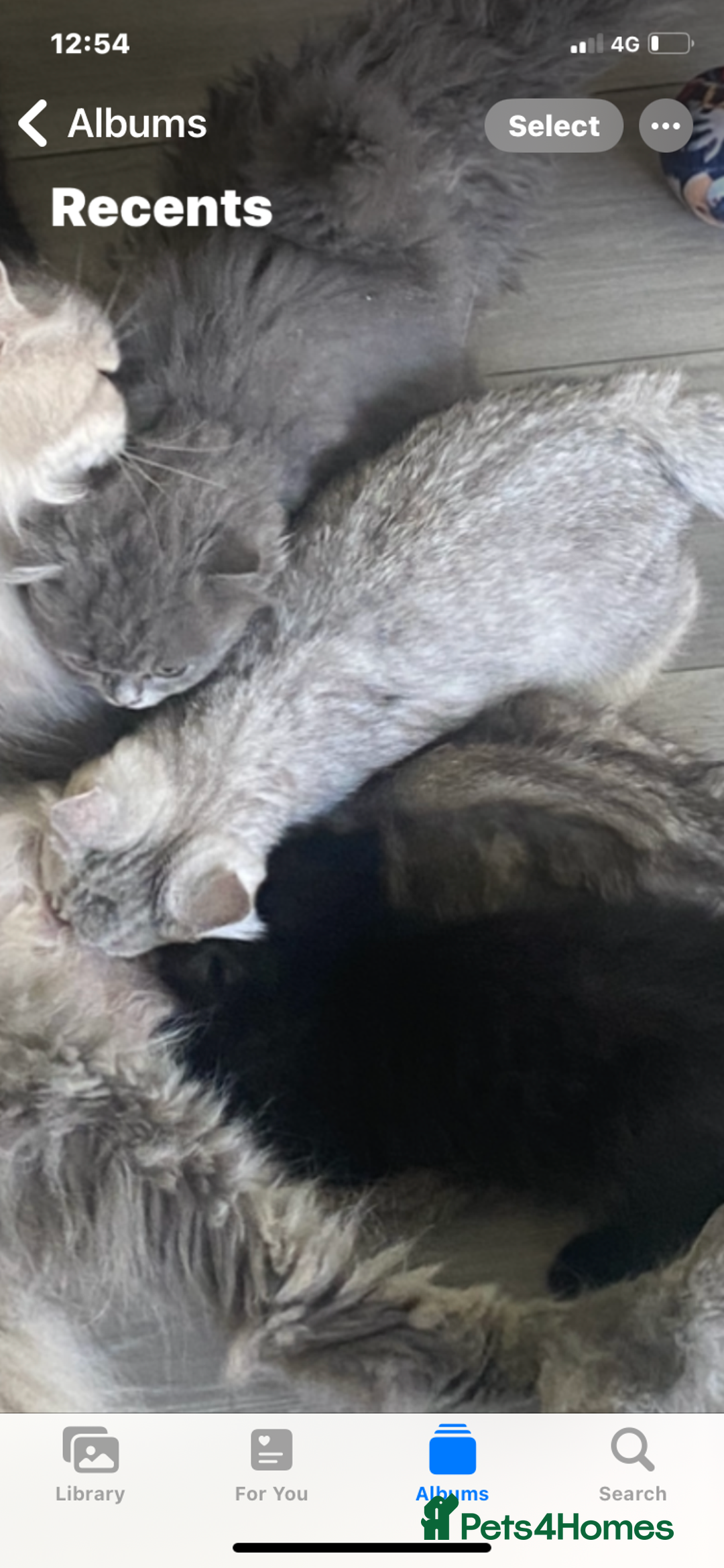 Selkirk Rex cats for sale: Selkirkrex black ghost tabby - Image 1