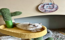 Ragdoll cats for sale: Stunning Ragdoll kitten SHOW/BREEDING -GCCF   - Image 36