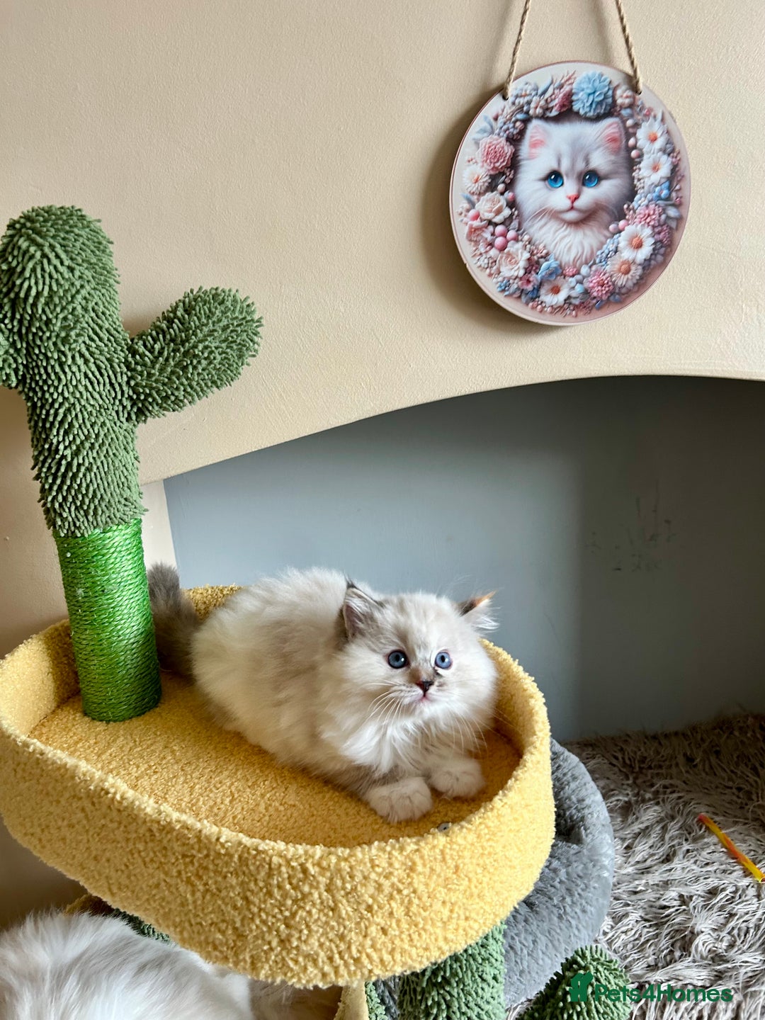 Ragdoll cats for sale: Stunning Ragdoll kitten SHOW/BREEDING -GCCF   - Image 36