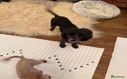Miniature Poodle dogs for sale: Very sweet 4 yo miniature poodle  - Advert 1