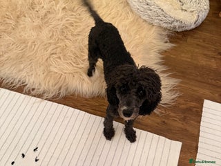 Miniature Poodle dogs Very sweet 4 yo miniature poodle - Advert 1
