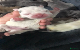 French Bulldog dogs for sale: French bulldog kc registered  - Image 8