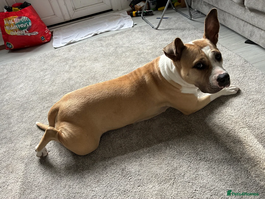 Mixed Breed dogs for sale: BEAUTIFUL PUPPIES AVAILABLE – READY 18TH DECEMBER - Advert 1