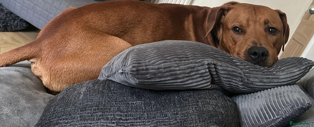 Mixed Breed dogs for sale: Doberman and Doberman x staffy  - Advert 24